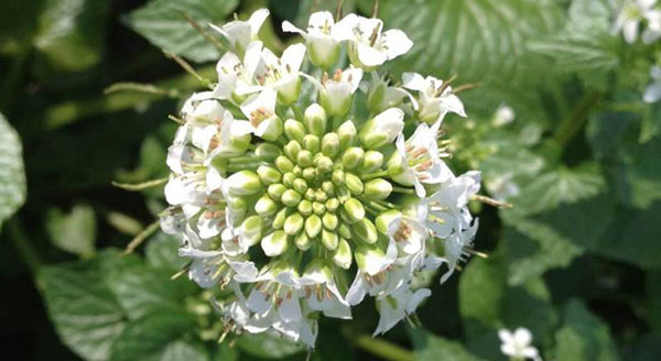 石林種植基地